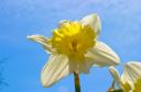 daffodils-2007-04-2213-17-34.jpg