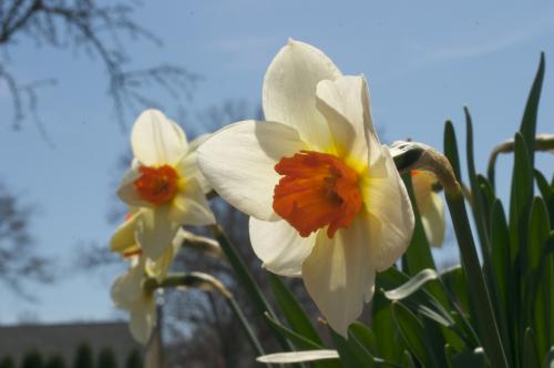 daffodils-2007-04-2213-18-36.jpg