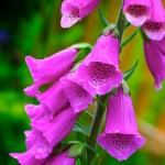 Foxglove