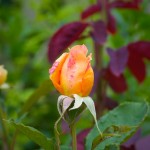 Orange Rose